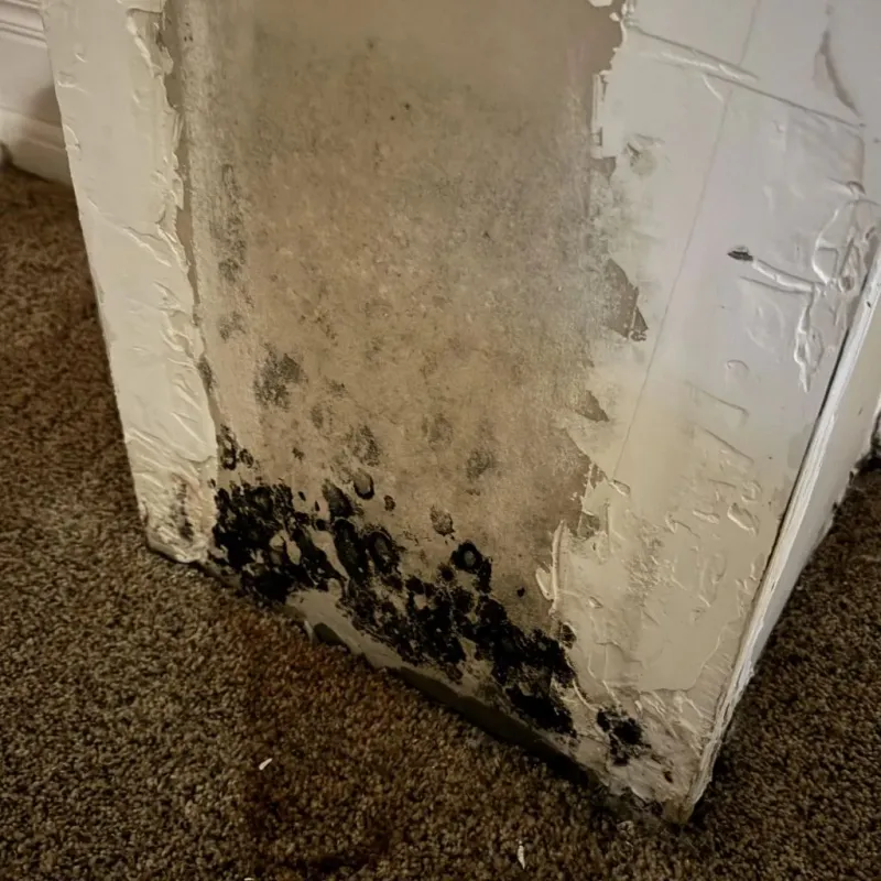 Professional Mold Removal in Edmonton, KY